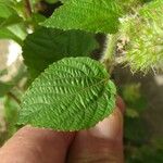 Acalypha aristata Hoja