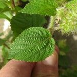 Acalypha alopecuroidea Лист