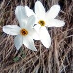 Narcissus obsoletus Квітка