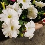 Petunia hybrida花