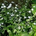 Myosotis latifolia Цвят