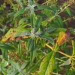 Buddleja albiflora Ліст