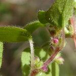 Parietaria lusitanica Blomma