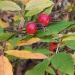 Rosa palustris Fruit