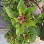 Amaranthus tricolor Feuille