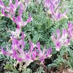 Astragalus vesicarius Vekstform