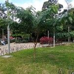 Senna spectabilis Vivejo