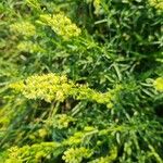 Reseda luteaFlower