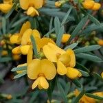 Pultenaea flexilisBlüte