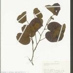 Schnella glabra 葉