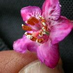 Rhododendron lepidotum Outro