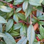 Cotoneaster salicifolius Levél