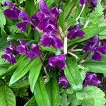 Roscoea purpurea Кветка