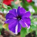 Petunia × atkinsiana Flower