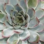 Echeveria colorata List