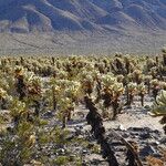 Cylindropuntia bigelovii عادت