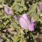 Ononis tridentata Flower