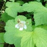 Rubus fraxinifoliusBlüte