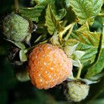 Rubus spectabilis Frukto