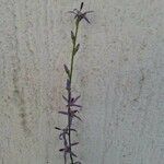Asyneuma limonifolium Цветок