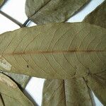 Andira surinamensis Leaf