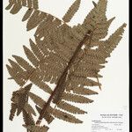Cyathea cyatheoides Folla