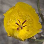 Calochortus clavatus Flower