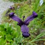 Iris chrysographes Outro