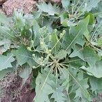 Sonchus pinnatifidus Folio