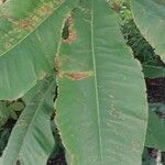 Magnolia macrophylla Leaf