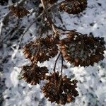 Physocarpus opulifolius Fruit