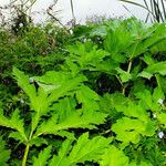 Heracleum mantegazzianum Levél