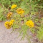 Euthamia graminifolia Blüte