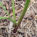 Zephyranthes robusta 葉