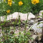 Trollius chinensis ശീലം