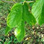 Morus alba Hoja