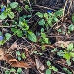 Omphalodes verna Habitat