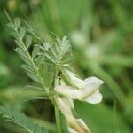 Vicia pannonica Flower