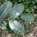 Picralima nitida Hoja