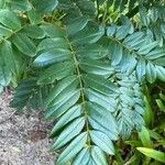 Bowdichia virgilioides Leaf