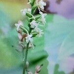 Platanthera clavellata Flor