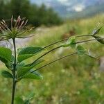 Thalictrum macrocarpum Alkat (teljes növény)