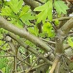 Crataegus azarolus Bark