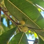 Ficus maclellandii Фрукт