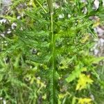 Echinops exaltatus Leaf