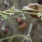 Aristolochia californica Цветок