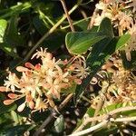 Smilax aspera Fleur