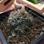Mammillaria wrightii Hoja