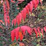 Toxicodendron succedaneum Blatt