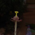 Begonia lacunosa Flower